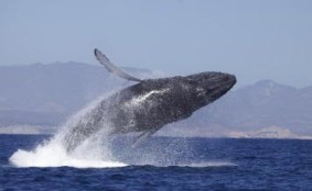 cabo observacion ballenas