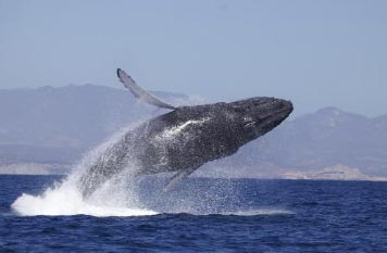 cabo observacion ballenas