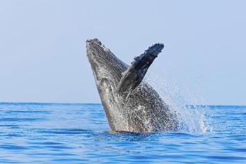 vallarta safari ballenas